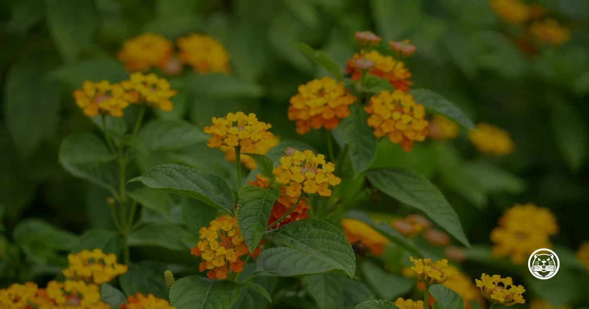 Lantana 1: Honeypot as Code