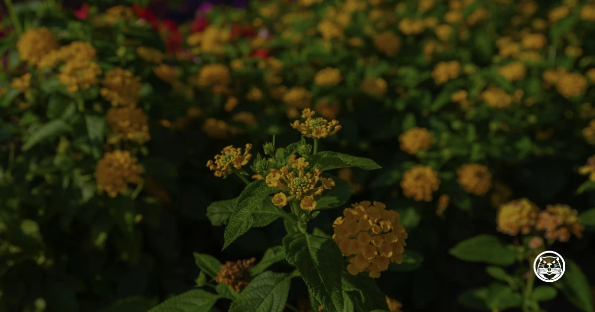 Lantana 2: The Data Pipeline
