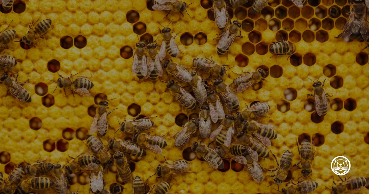 Review: Intrusion Detection Honeypots